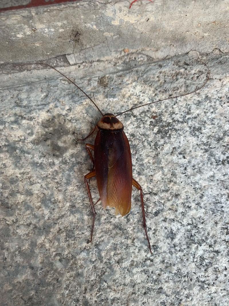 北京现带翅膀大蟑螂,北京所有地方都有蟑螂吗?