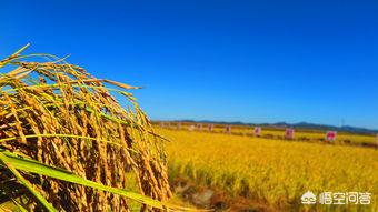 日投放12万吨过期米,煤矿六个一批指的是什么？