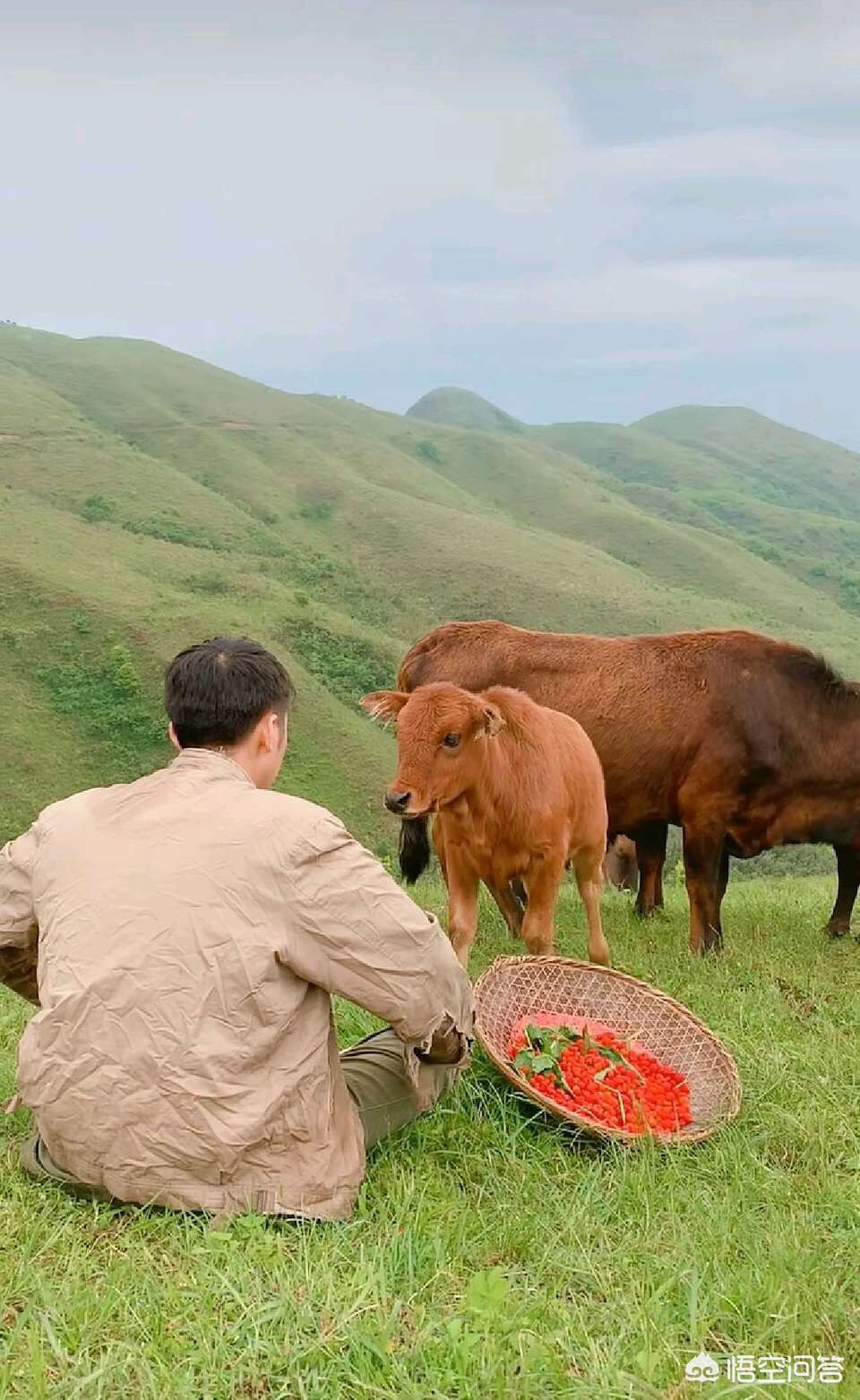 9岁男孩骑猪上学,你小时候有没有放过牛羊？有发生过什么搞笑的事吗？