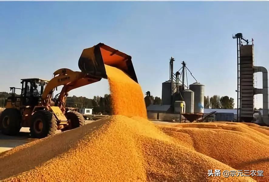日投放12万吨过期米,粮价十年不涨,粮企是农民致富路上最大的助力还是阻力? 日投放12万吨过期米,粮价十年不涨,粮企是农民致富路上最大的助力还是阻力?