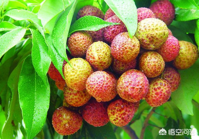 空腹吃荔枝得荔枝病,空腹吃荔枝得荔枝病怎么办 空腹吃荔枝得荔枝病,空腹吃荔枝得荔枝病怎么办