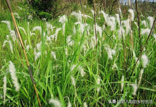 河道现大量成扎钞票,农村农业的出路在哪里？怎样既保障农民利益，还能不让农田撂荒？