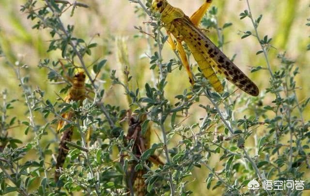 伊朗所有航班暂停,蝗虫正在从伊朗进入巴基斯坦，那么伊朗的蝗灾严重吗？