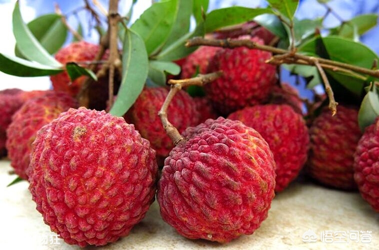 空腹吃荔枝得荔枝病,空腹吃荔枝真的会死亡吗?有什么科学依据吗? 空腹吃荔枝得荔枝病,空腹吃荔枝真的会死亡吗?有什么科学依据吗?