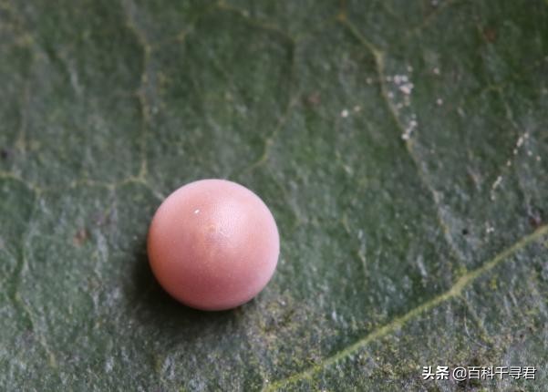 台风蝴蝶在海南登陆,蝴蝶都出现在什么地方？