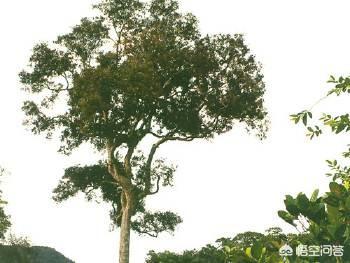 台风蝴蝶在海南登陆,冬天抓得到蝴蝶吗？