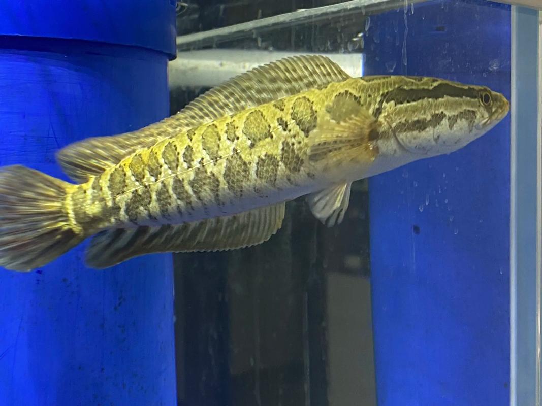 广东街头惊现走地鱼,黑鱼在广东是本土鱼吗?