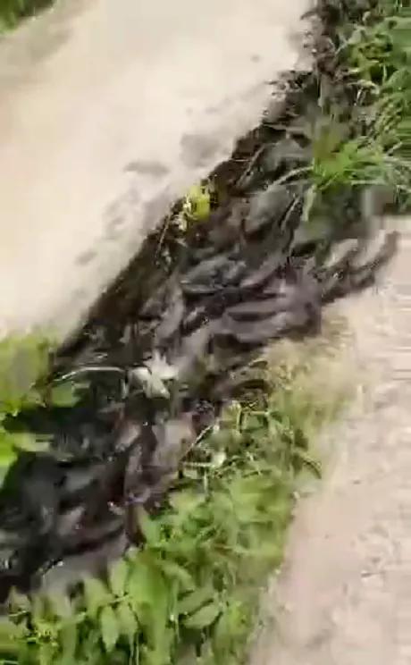 广东街头惊现走地鱼,黑鱼在广东是本土鱼吗? 广东街头惊现走地鱼,黑鱼在广东是本土鱼吗?