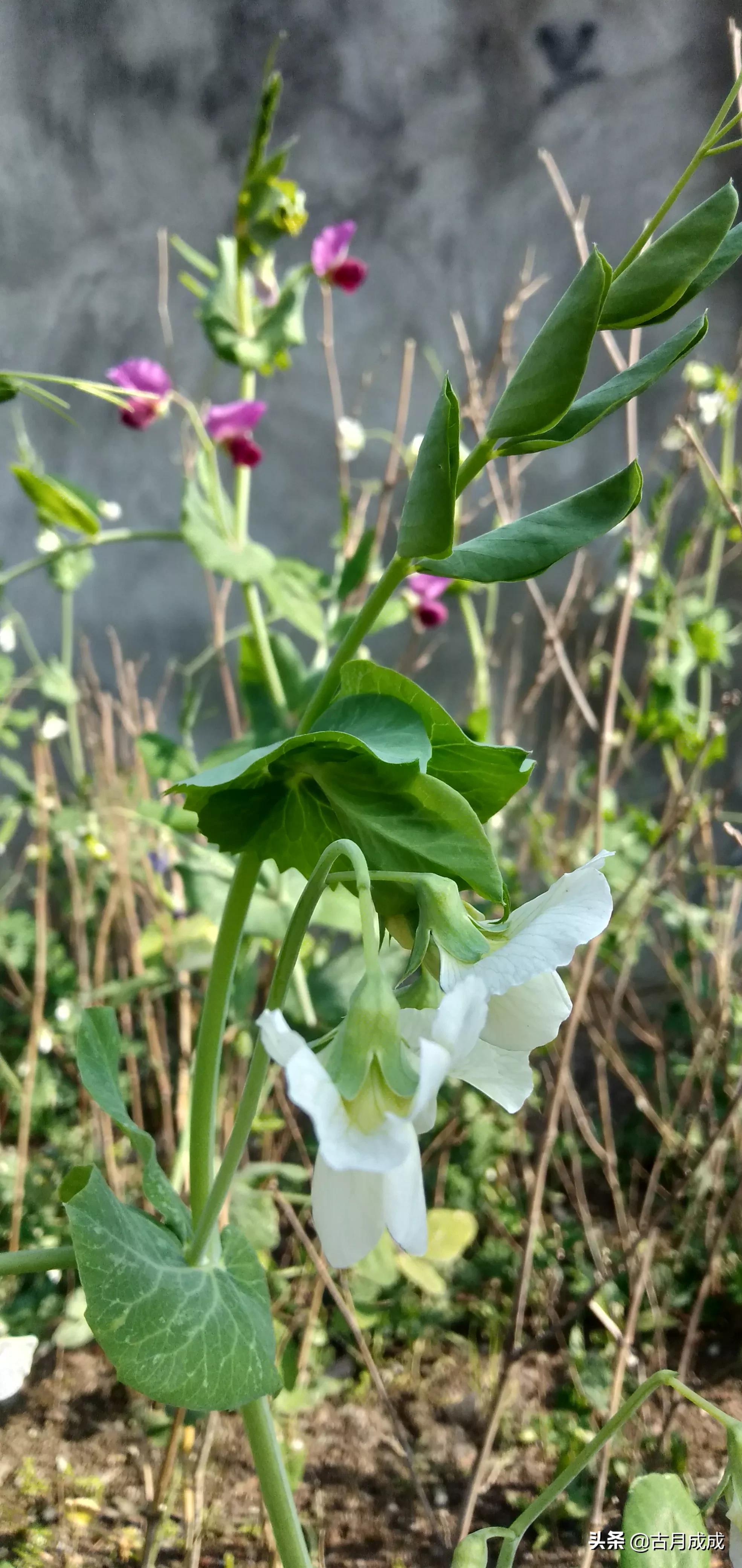 大爷体内藏52年牙刷,鸡蛋骗局再敲警钟,根本原因到底是什么? 大爷体内藏52年牙刷,鸡蛋骗局再敲警钟,根本原因到底是什么?