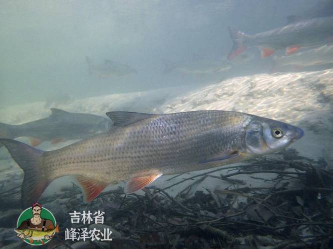 广东街头惊现走地鱼,广东有红尾鱼吗?