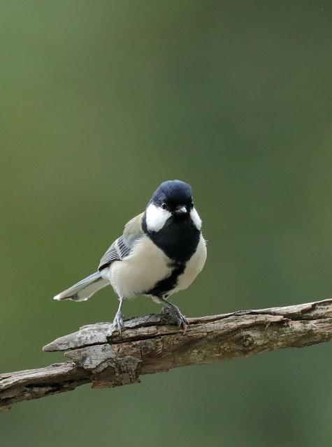 遭坠机碎片砸中身亡,《碟中谍6》结局讲了什么？