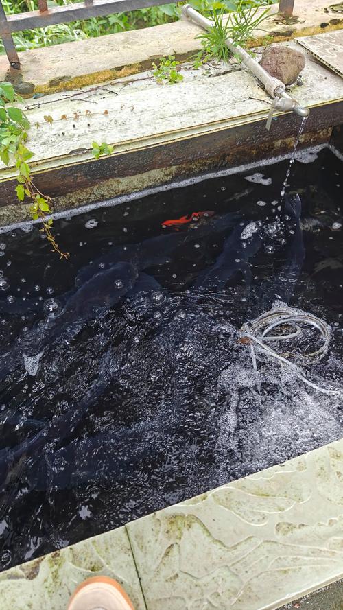 广东街头惊现走地鱼,海昌鱼是哪里产的?