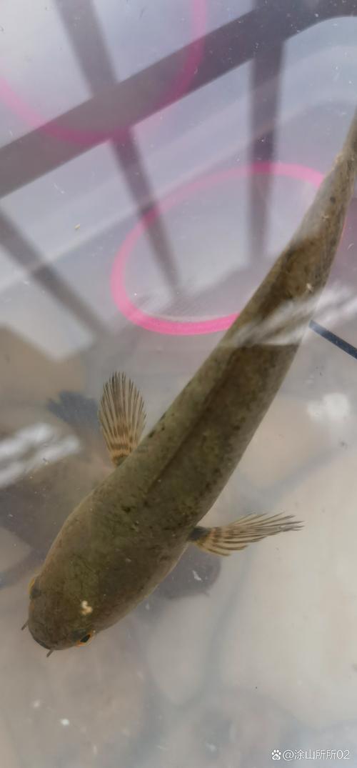 广东街头惊现走地鱼,广州的小水沟里有什么鱼?