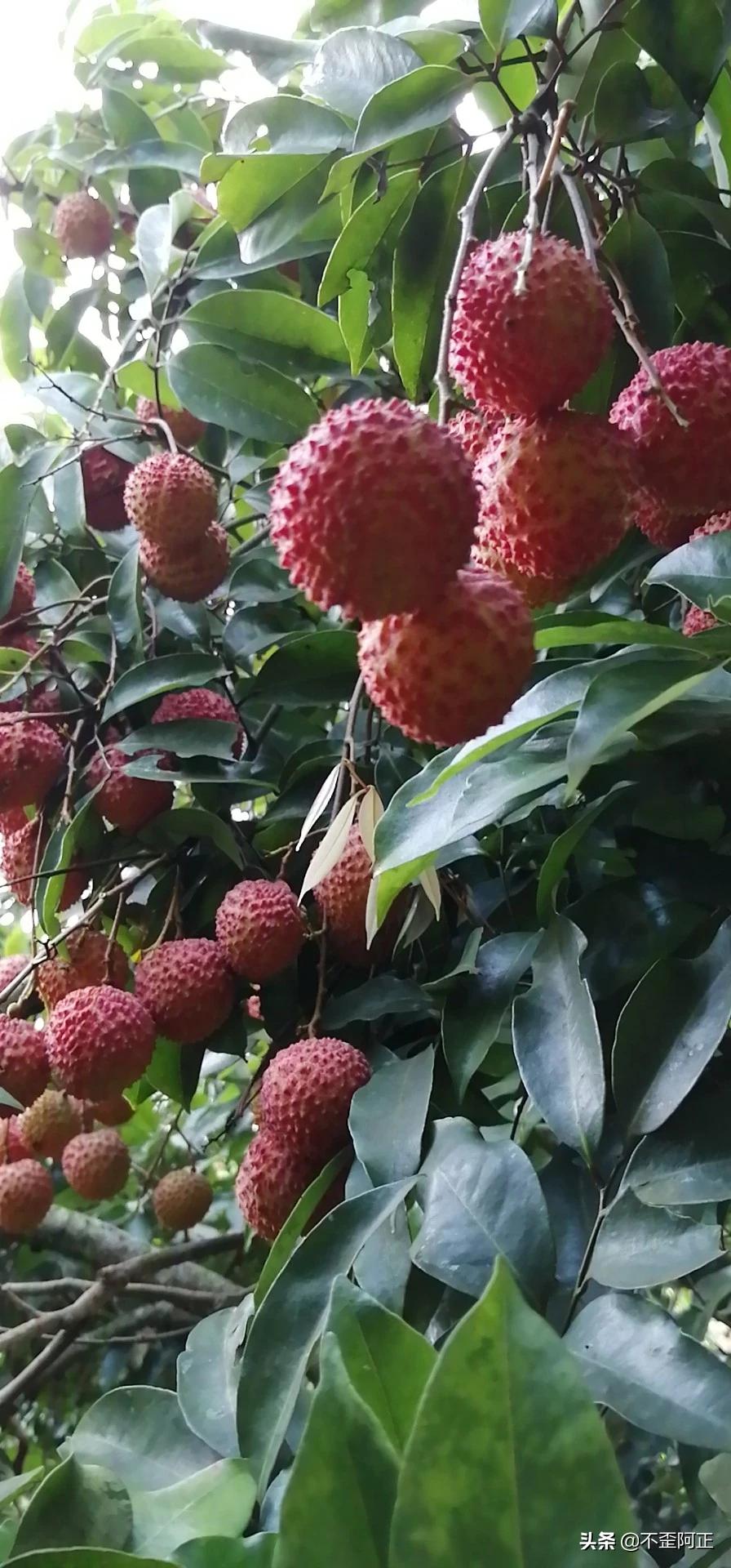 荔枝价格大跌,去年荔枝大丰收，价格持续低迷，今年荔枝大减产，价格如何？