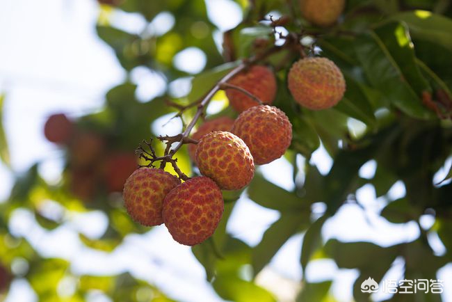 荔枝价格大跌,荔枝价格大跌7成 荔枝价格大跌,荔枝价格大跌7成