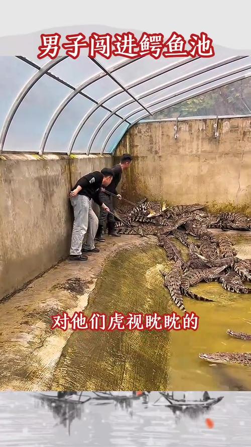 男子意外钓到鳄鱼,男子意外钓到鳄鱼的电影