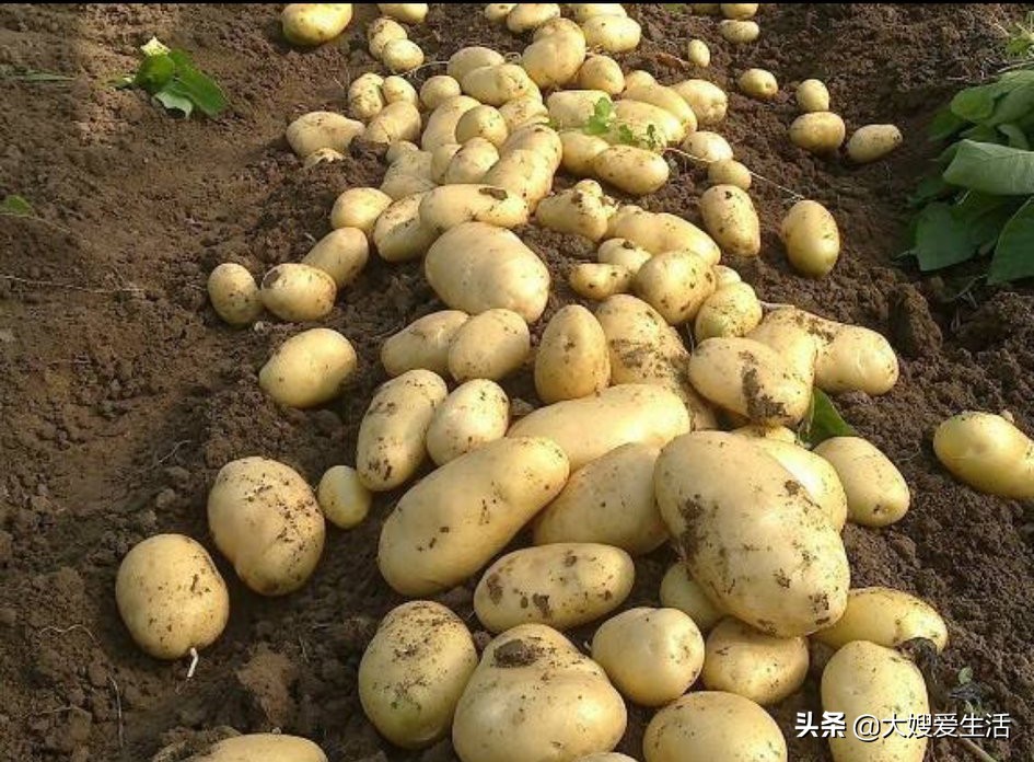 村民哄抢承包地土豆,种过半夏的土地，种洋芋有毒吗？