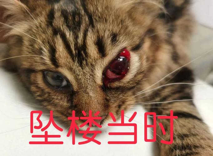 猫咪从16楼意外坠落,猫咪从16楼意外坠落会死吗