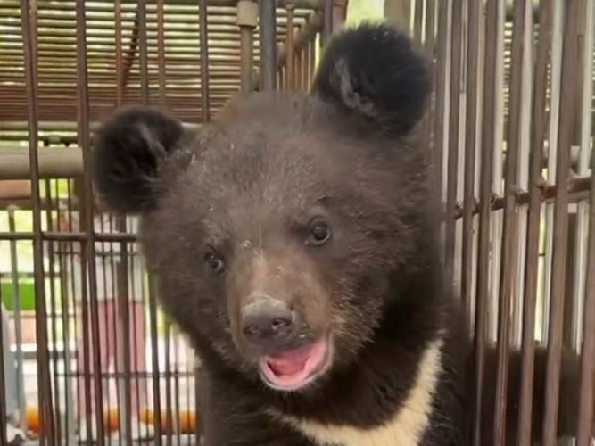 查获北美黑熊皮制品,北美黑熊体重?