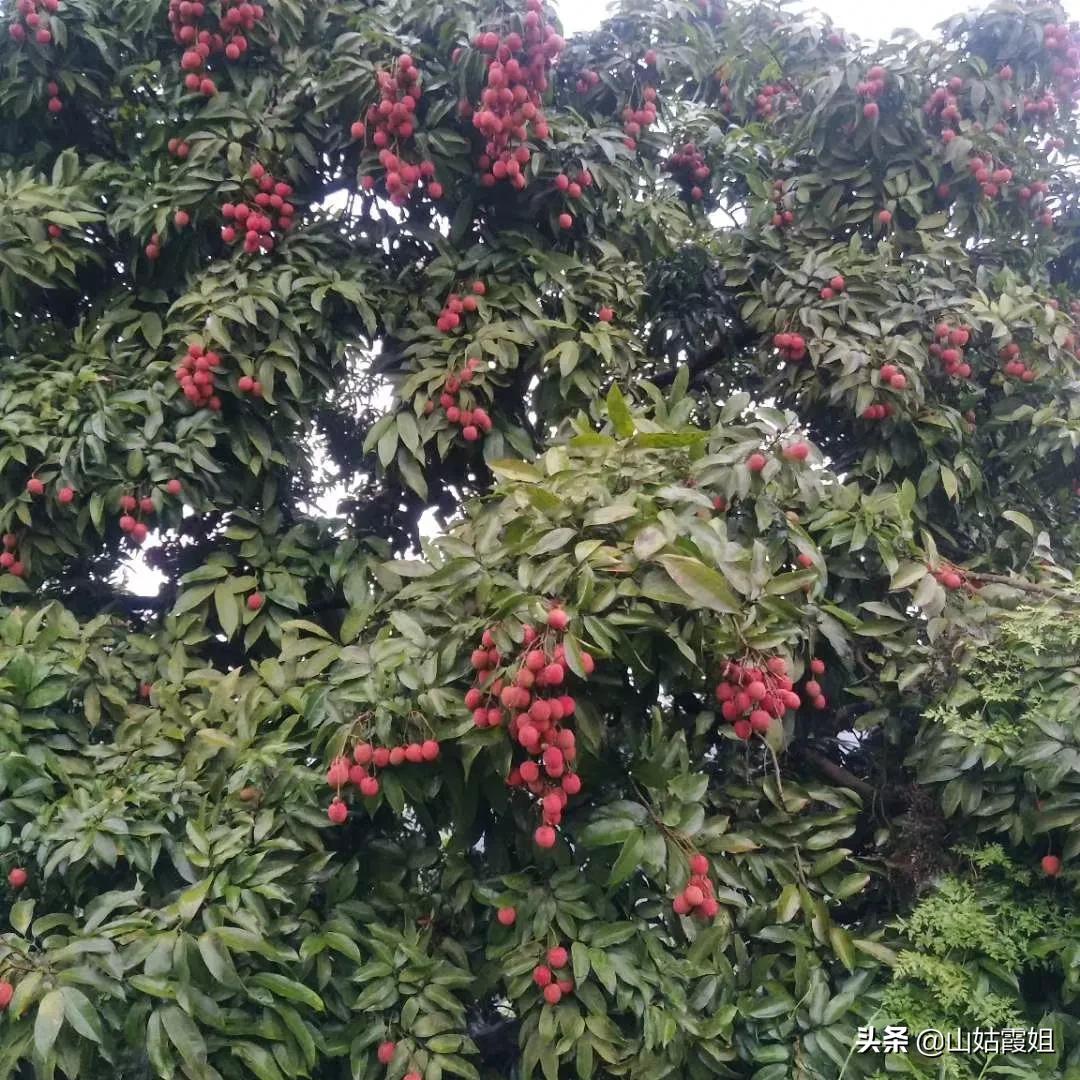 8岁男孩花1万购荔枝,8岁男孩花1万购荔枝怎么办