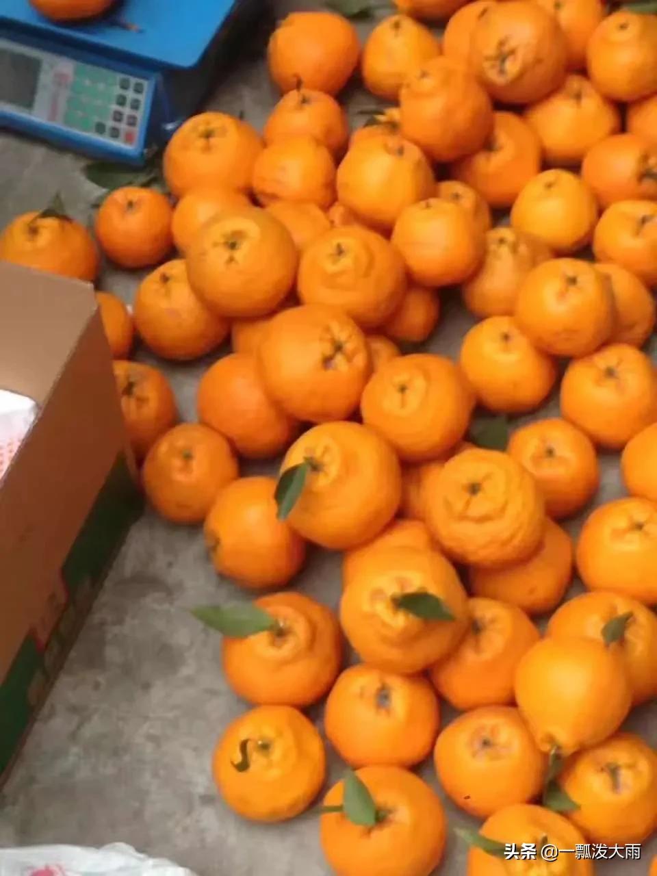 中国人工树叶新进展,中国人工树叶新进展图片 中国人工树叶新进展,中国人工树叶新进展图片