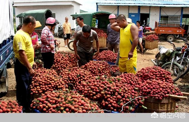 8岁男孩花1万购荔枝,男人买荔枝是什么意思? 8岁男孩花1万购荔枝,男人买荔枝是什么意思?