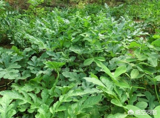 整车西瓜被冰雹砸烂,前天一场冰雹把西瓜苗瓜藤打断了,夏天还会挂果吗? 整车西瓜被冰雹砸烂,前天一场冰雹把西瓜苗瓜藤打断了,夏天还会挂果吗?