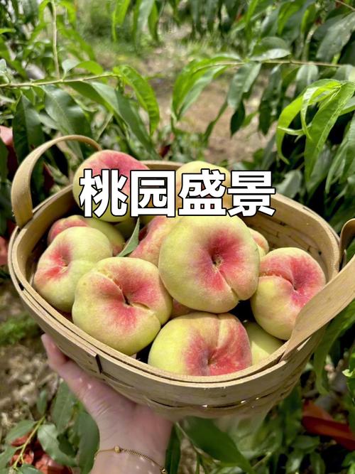 5万余斤桃子遭摘光,桃子采摘多少钱一斤