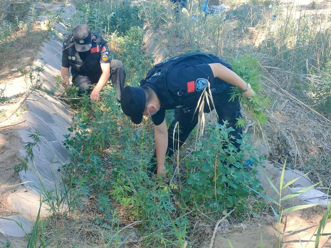 小孩哥发现野生大麻,