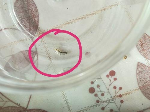 女童呕吐活虫一个月,孩子吐出来有活虫子