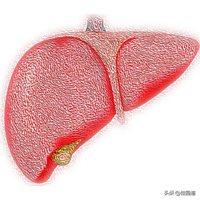 女子孕晚期确诊肝癌,肩膀疼却查出晚期肝癌?其实这2个异常,都可能是肝癌信号,指的是什么? 女子孕晚期确诊肝癌,肩膀疼却查出晚期肝癌?其实这2个异常,都可能是肝癌信号,指的是什么?