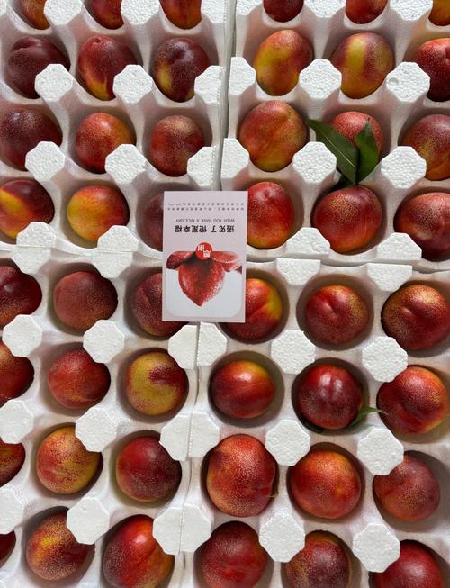 5万余斤桃子遭摘光,偷了5个桃子算犯法吗?