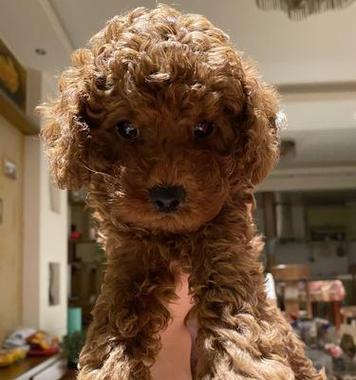 被40只狗围咬致死,40天的小泰迪嘴里被大狗咬坏了一个口子,怎么办?