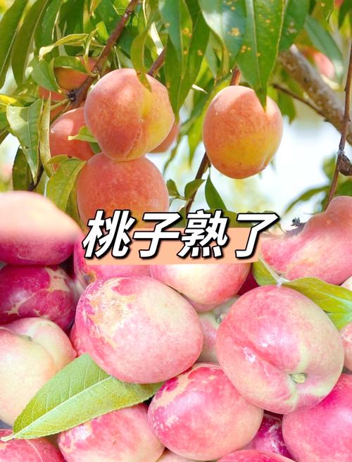 5万余斤桃子遭摘光,被人摘桃子是什么意思?