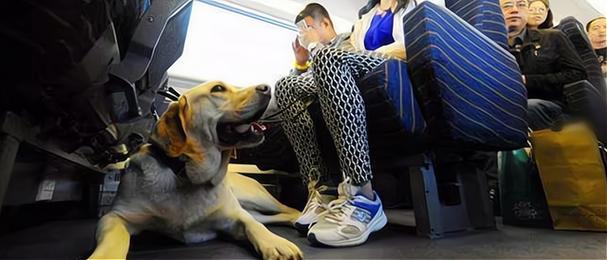 宠物坐高铁试点扩大,宠物 坐高铁