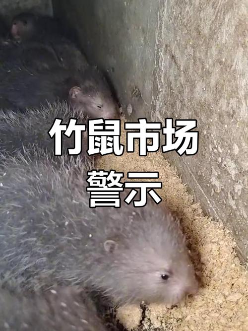 夫妻吃竹鼠确诊肺炎,夫妻吃竹鼠确诊肺炎会传染吗