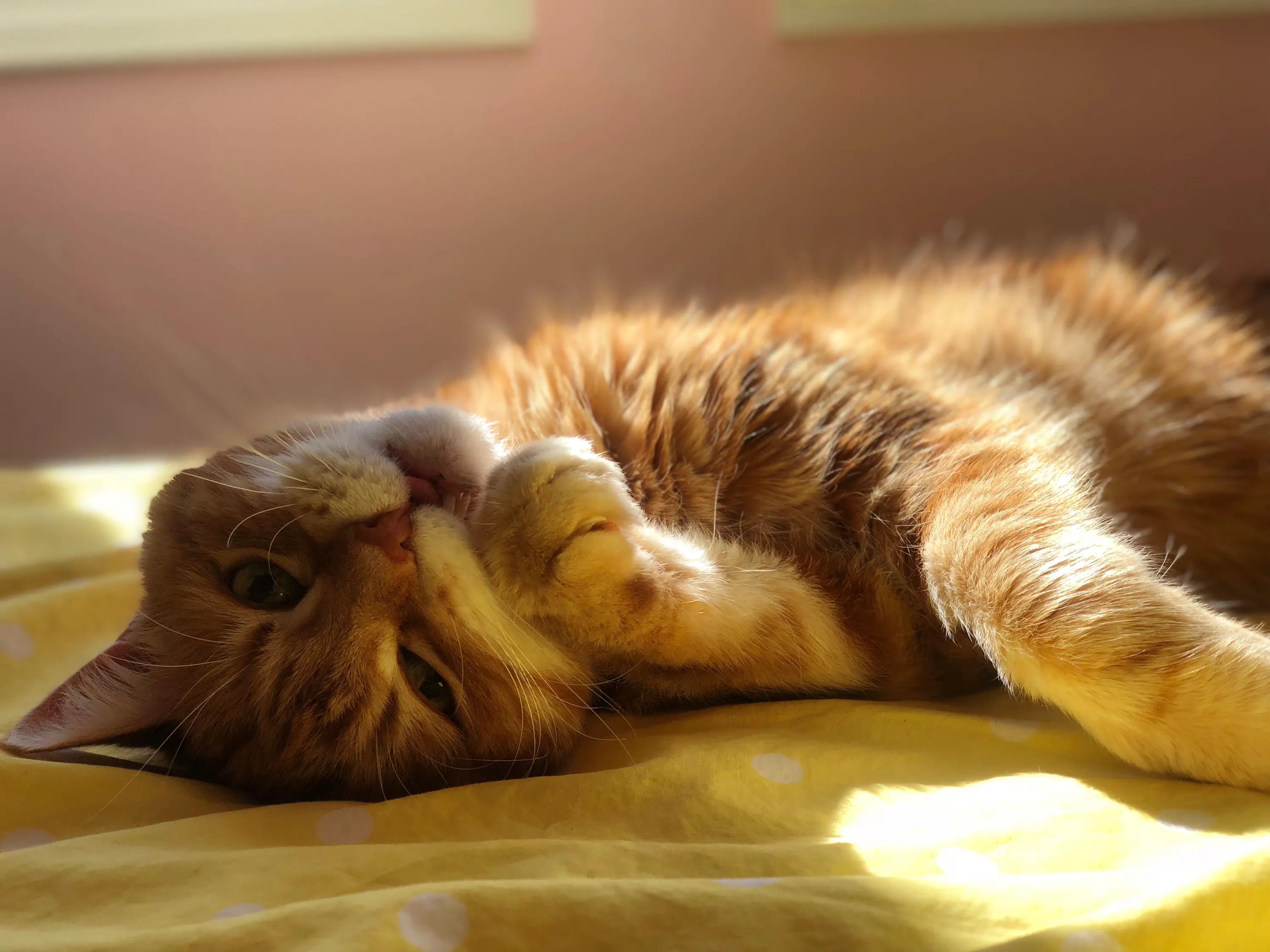 中国小猫被运到美国,宠物怎样带回美国带猫咪去美国？