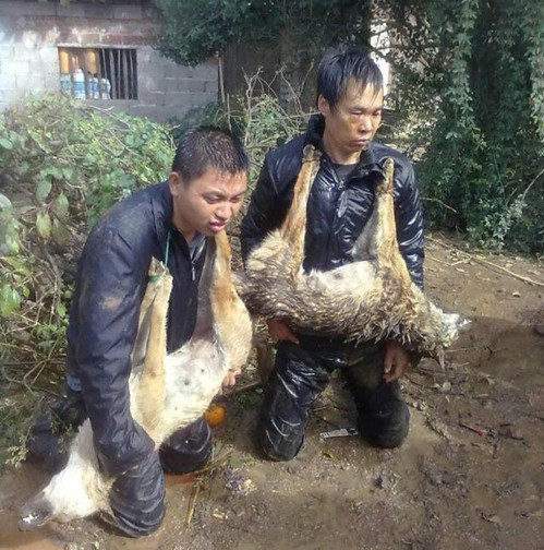 爱犬被射毒针致死,射杀狗的毒针有没有 爱犬被射毒针致死,射杀狗的毒针有没有