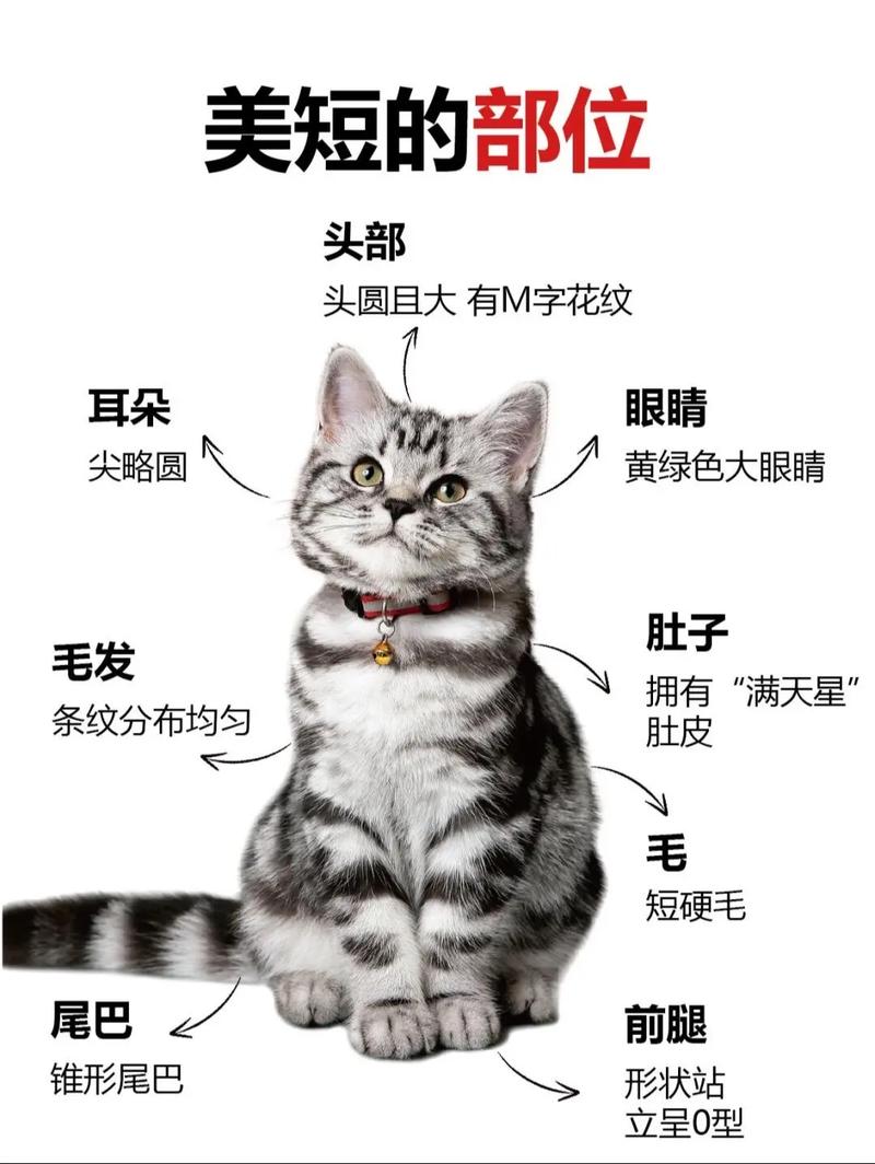 中国小猫被运到美国,中国小猫被运到美国了吗