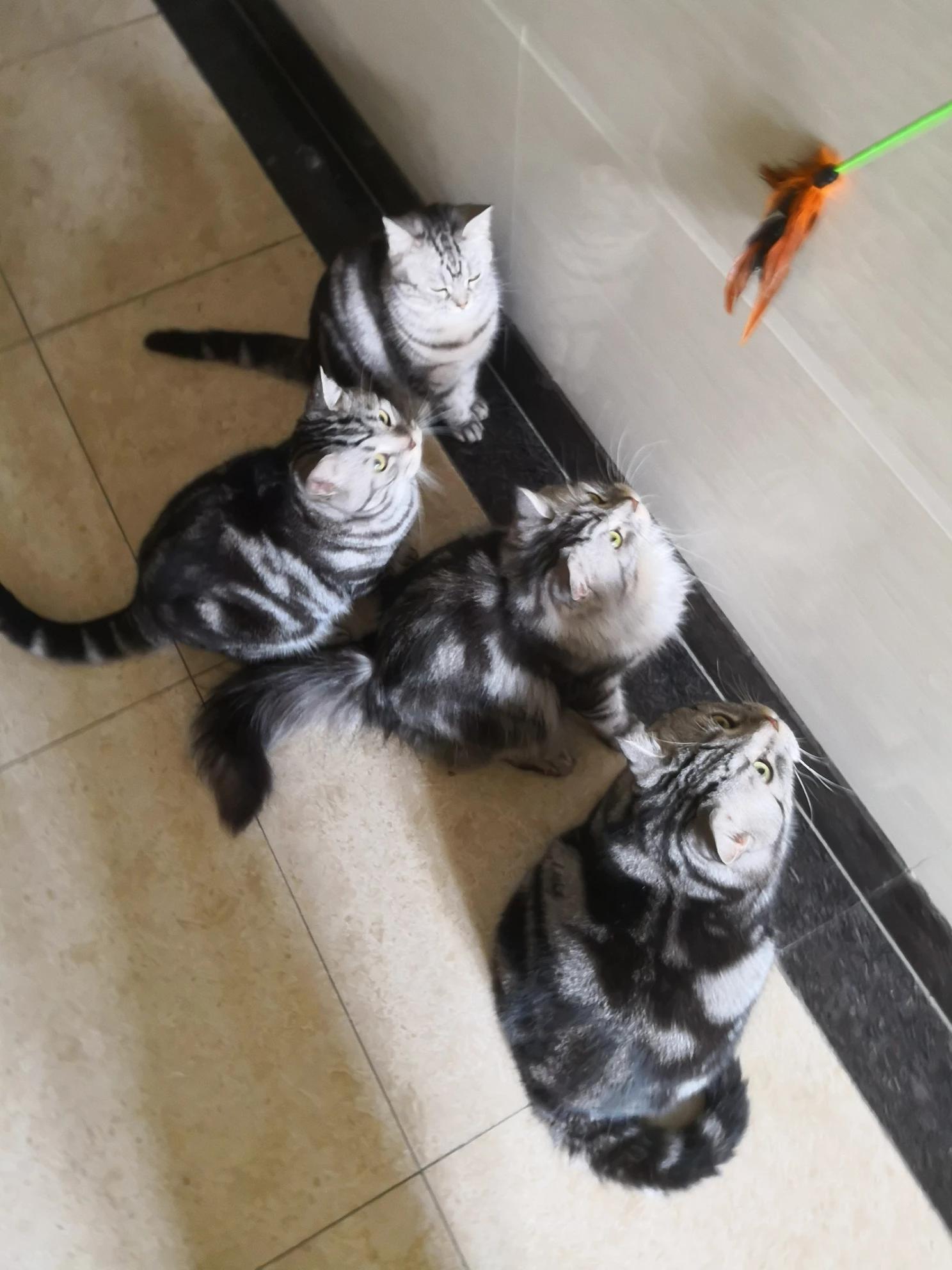 中国小猫被运到美国,中国小猫被运到美国了吗 中国小猫被运到美国,中国小猫被运到美国了吗