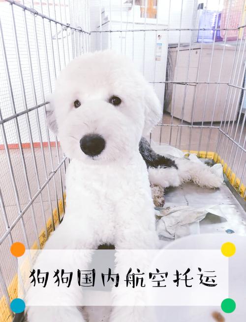 中国小猫被运到美国,猫怎么托运到国外?