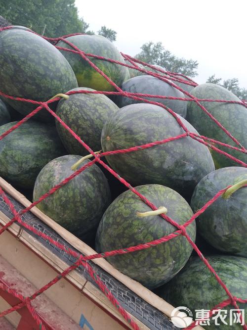 黑皮西瓜一只3.4万,西安黑美人西瓜在哪里买?