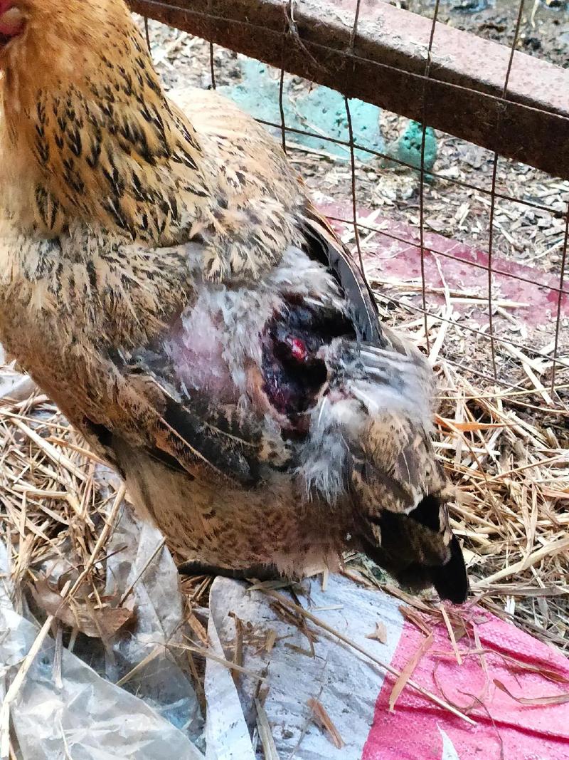 被狗咬3个月后去世,狗咬我三个月后死了