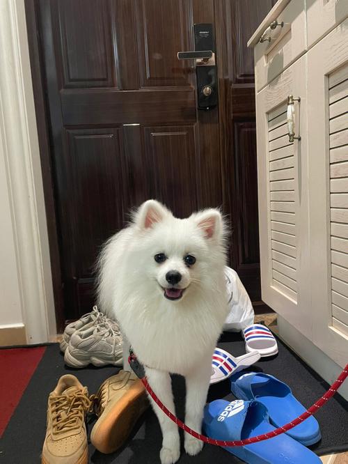 警惕银狐病毒来袭,银狐是什么狗名贵吗