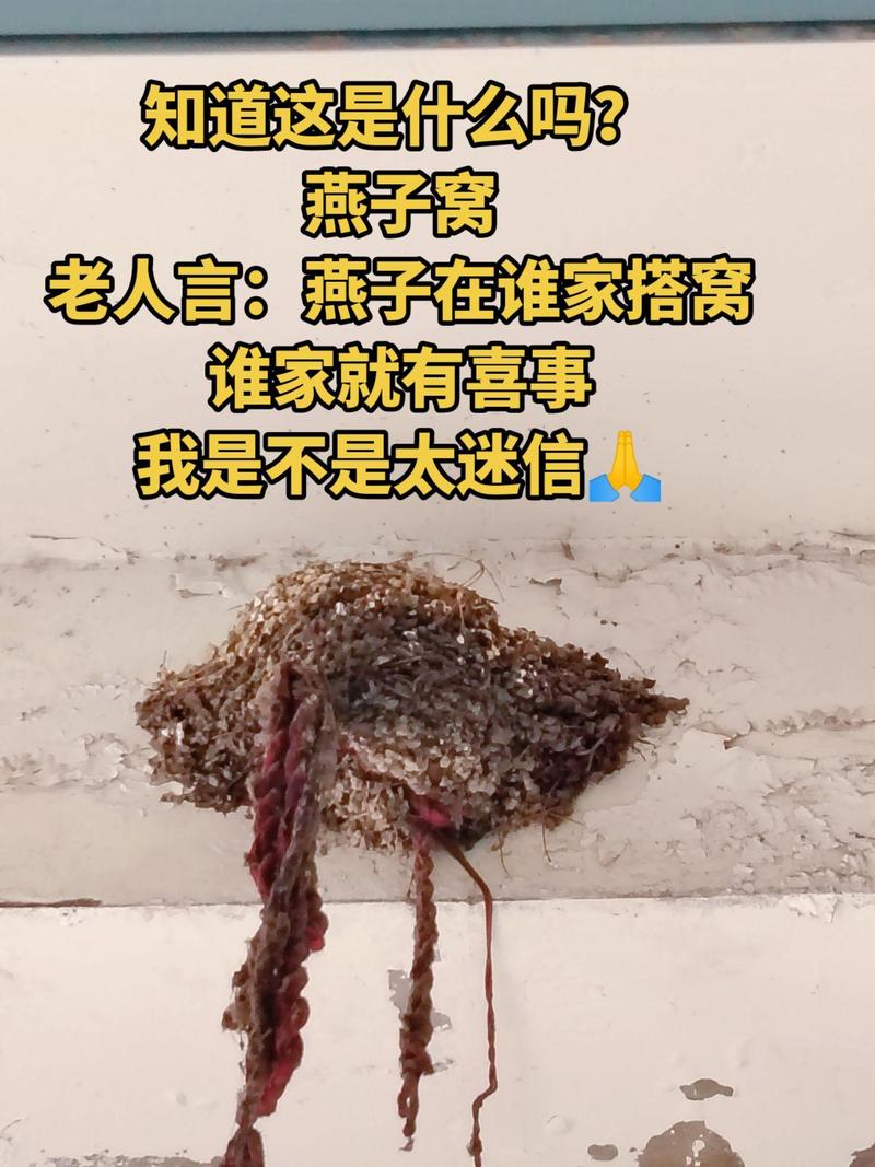 商店有42窝燕子筑巢,四只燕子建巢是什么意思?