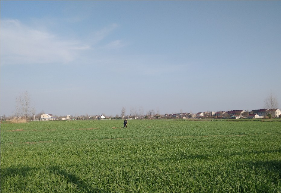 柠檬价格涨了3倍,华泽三峰柠檬系列价格？