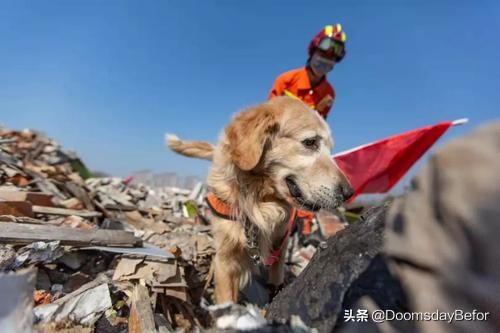 拟立法社会救助体系,狗是人类的伴侣，爱心人士要求立法财政拨款救助它们，你支持吗？