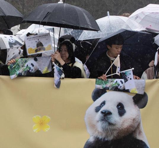大熊猫爽爽标本回国,大熊猫回国视频