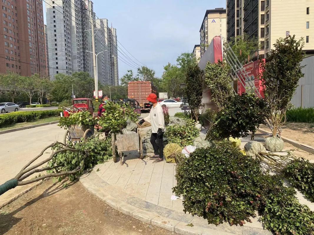 商场外给枯树绑绿叶,2021年银川12月份树木还有绿叶嘛?