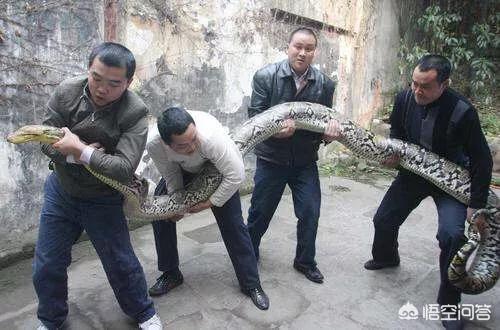 70斤蟒蛇生吞30斤羊,有部电影是蟒蛇的外国电影，开头有人渴死在电线干上，后来农场的羊被吃了低上只剩下羊头，再就是休路的电？